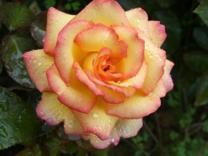 SHEILAS PERFUME (floribunda)